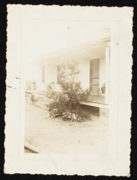 Outdoor Christmas Tree during "Great" Depression