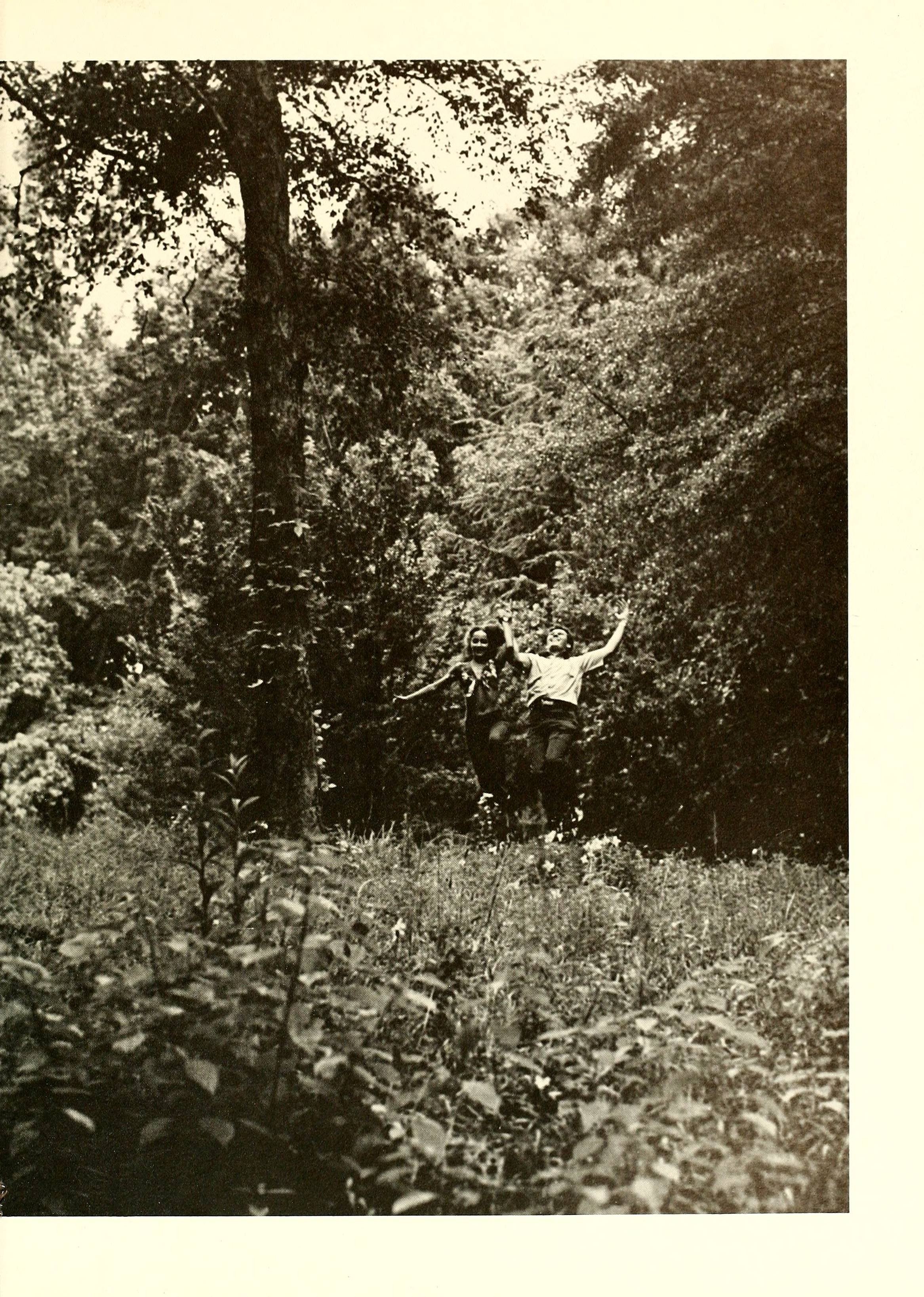 The Pine Knot [1973]